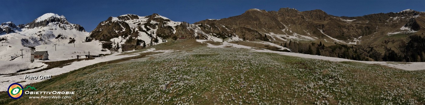 15 Distese di Zafferano maggiore (Crocus vernus) sui prati alla Baita del Camoscio.jpg